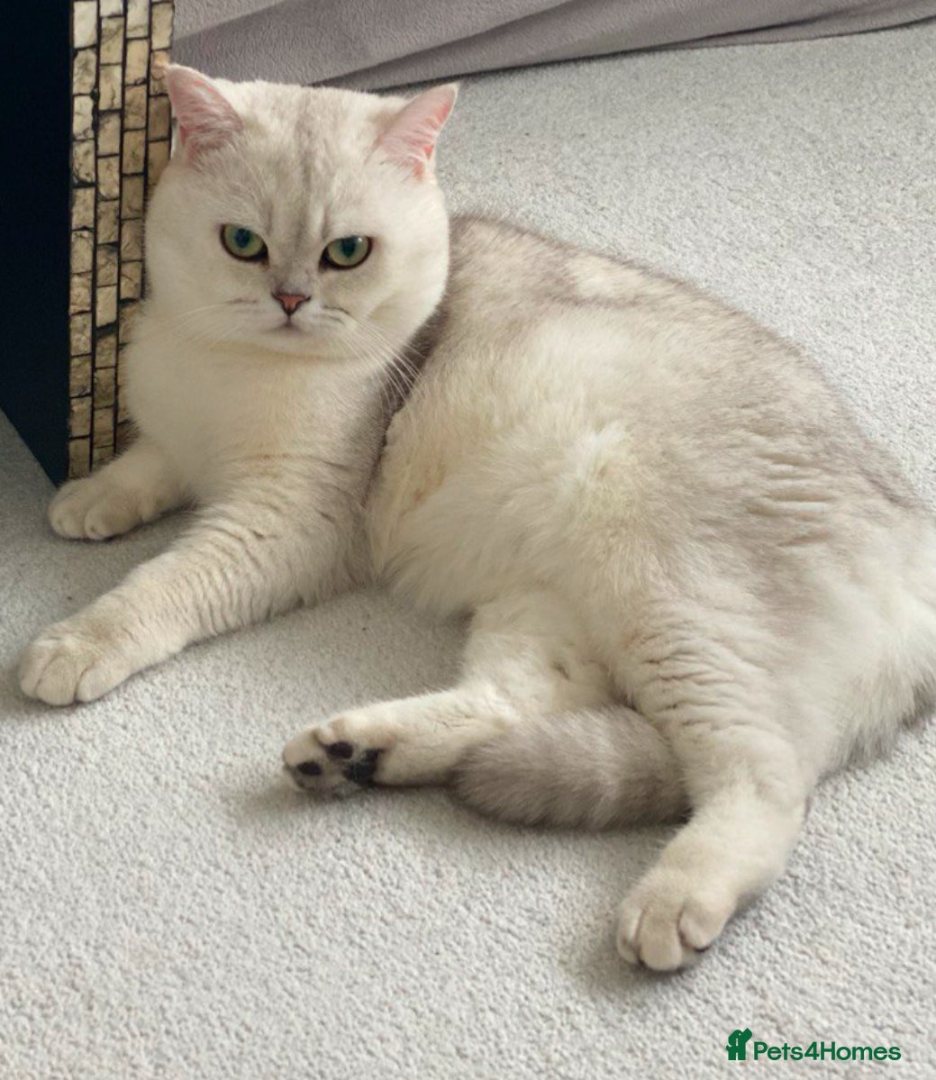 British Shorthair cats Lovely 🤍 Niko for stud - Advert 3