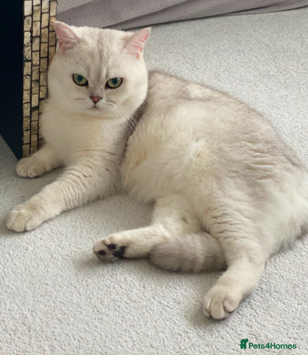 British Shorthair cats for stud: Lovely 🤍 Niko for stud - Advert 1