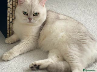 British Shorthair cats Lovely 🤍 Niko for stud - Advert 5