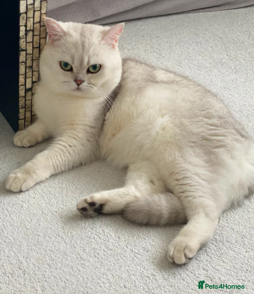 British Shorthair cats for stud: Lovely 🤍 Niko for stud - Advert 1