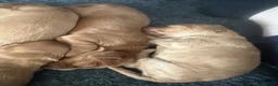 Cockapoo dogs for sale: Stunning cockapoo puppies  - Advert 13