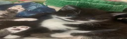 Mixed Breed cats for sale: Beautiful playful kittens  - Advert 5