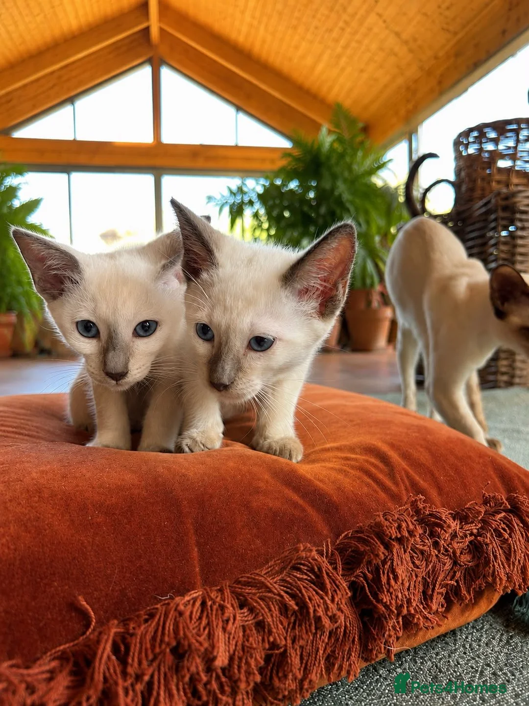 Ragamese cats for sale: Fluffy Ragdoll Cross Siamese Kittens - Advert 1