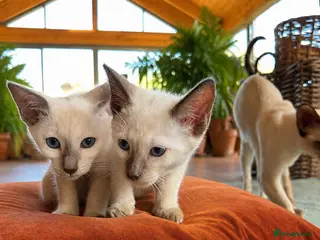 Ragamese cats Fluffy Ragdoll Cross Siamese Kittens - Advert 10