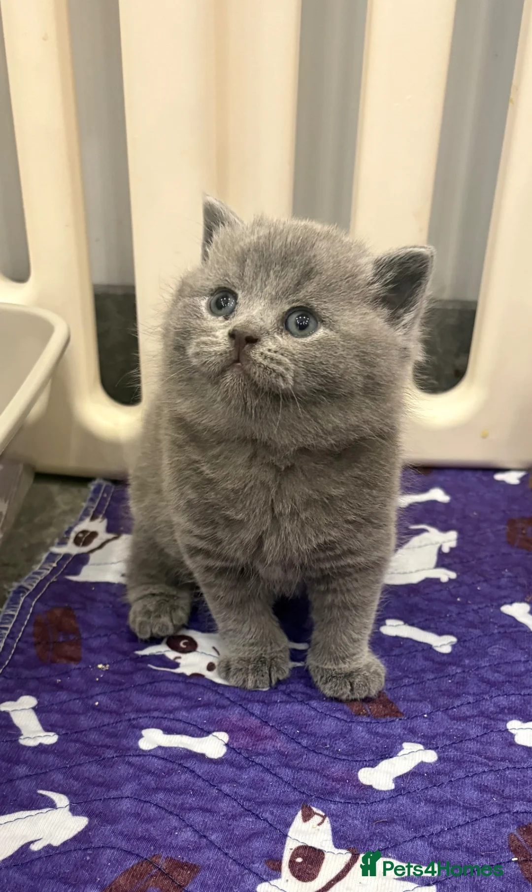 British Shorthair cats for sale: Short haired kittens from pedigree parents  - Advert 1