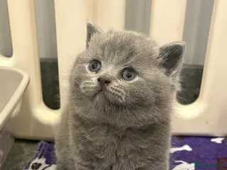 British Shorthair cats Short haired kittens from pedigree parents - Advert 10