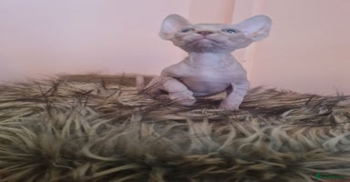 Sphynx cats - Advert 4