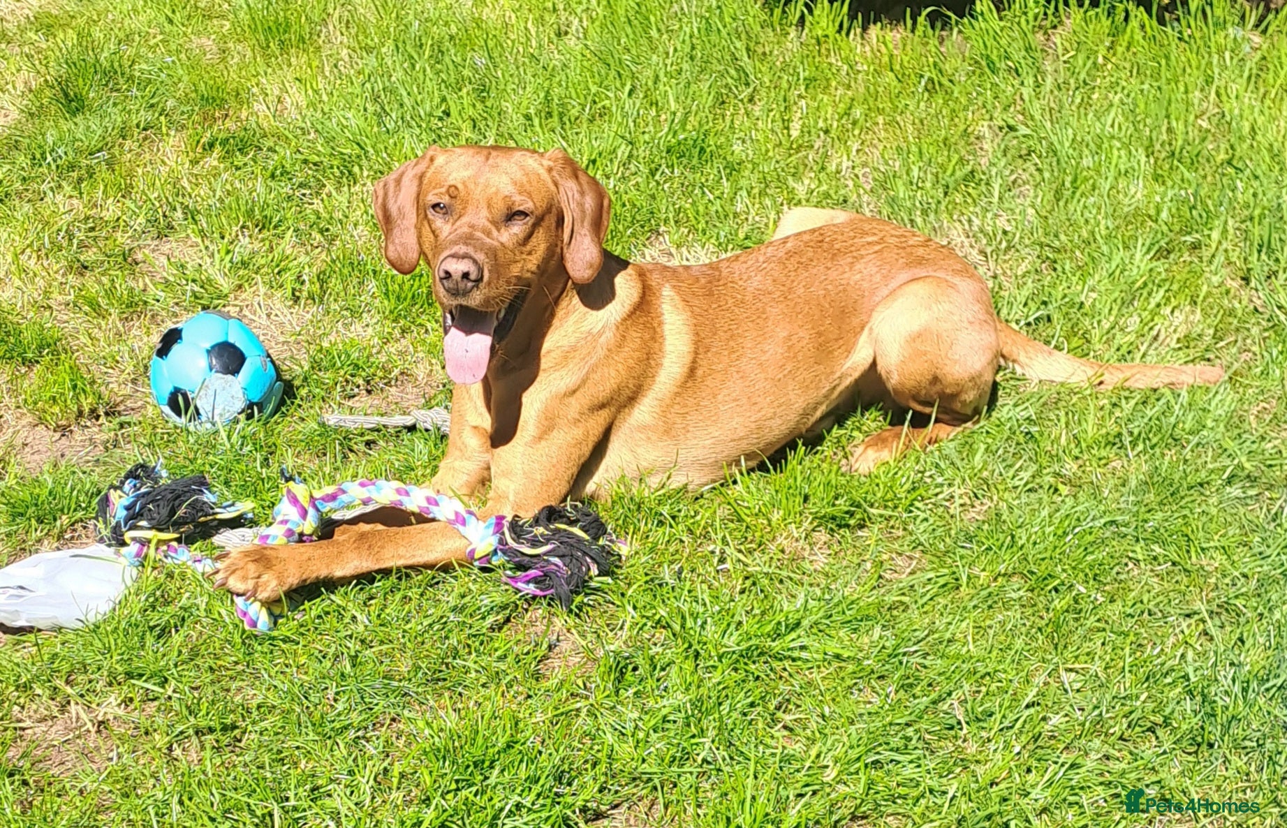 Labrador Retriever dogs for stud: STUD ONLY - Male fox red labrador retriever  - Advert 4