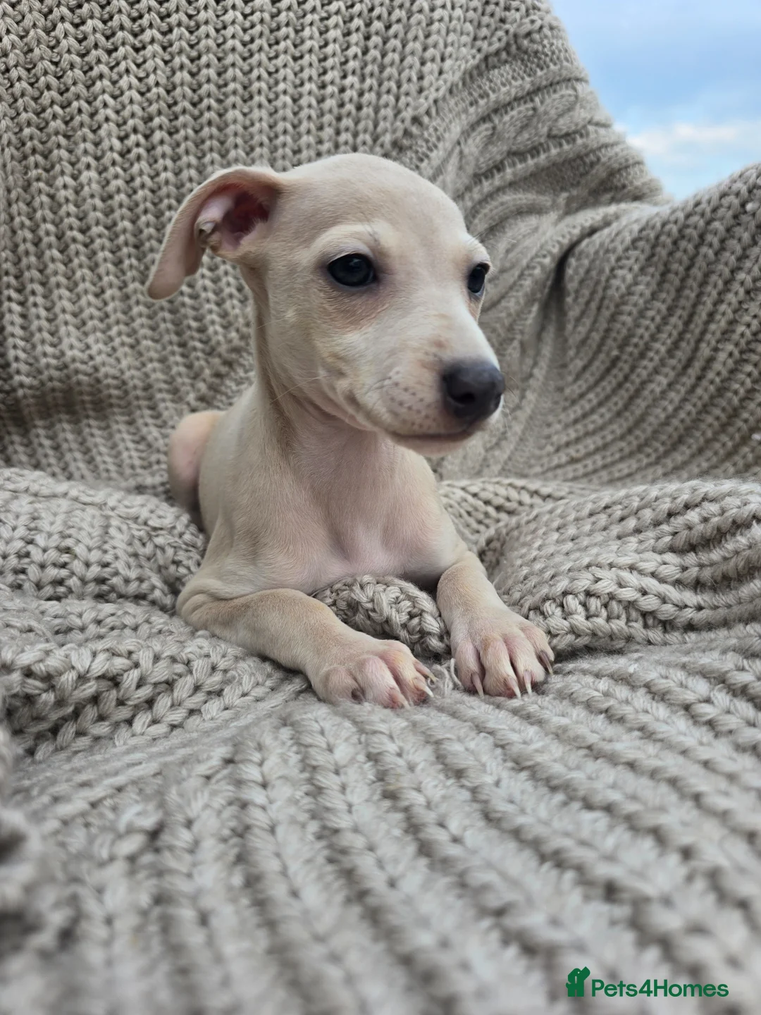 Mixed Breed dogs for sale: ALL SOLD-Italian Greyhound x Whippet - Advert 1