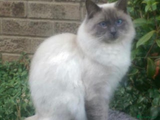 Ragdoll cats in Brighouse - Advert 15