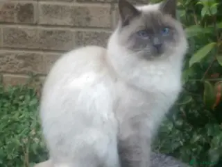 Ragdoll cats LARGE PROVEN STUD (blue point) RAGDOLL in Brighouse - Advert 11