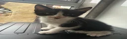 Domestic Shorthair cats for sale: Black and white kitten - Advert 4