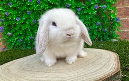 Mini Lop rabbits for sale: Stunning mini lops - Image 25