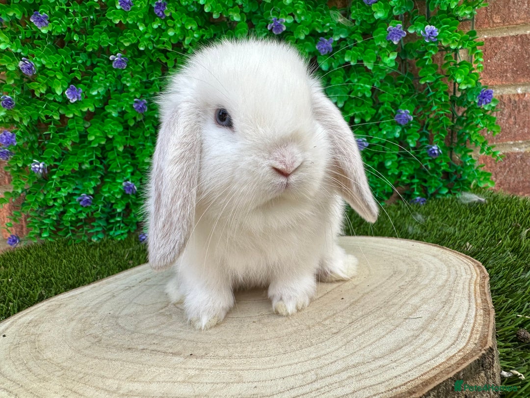 Mini Lop rabbits for sale: Stunning mini lops - Image 25