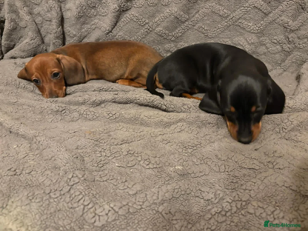 Dachshund dogs for sale: Miniature/standard dachshund puppies - Advert 5
