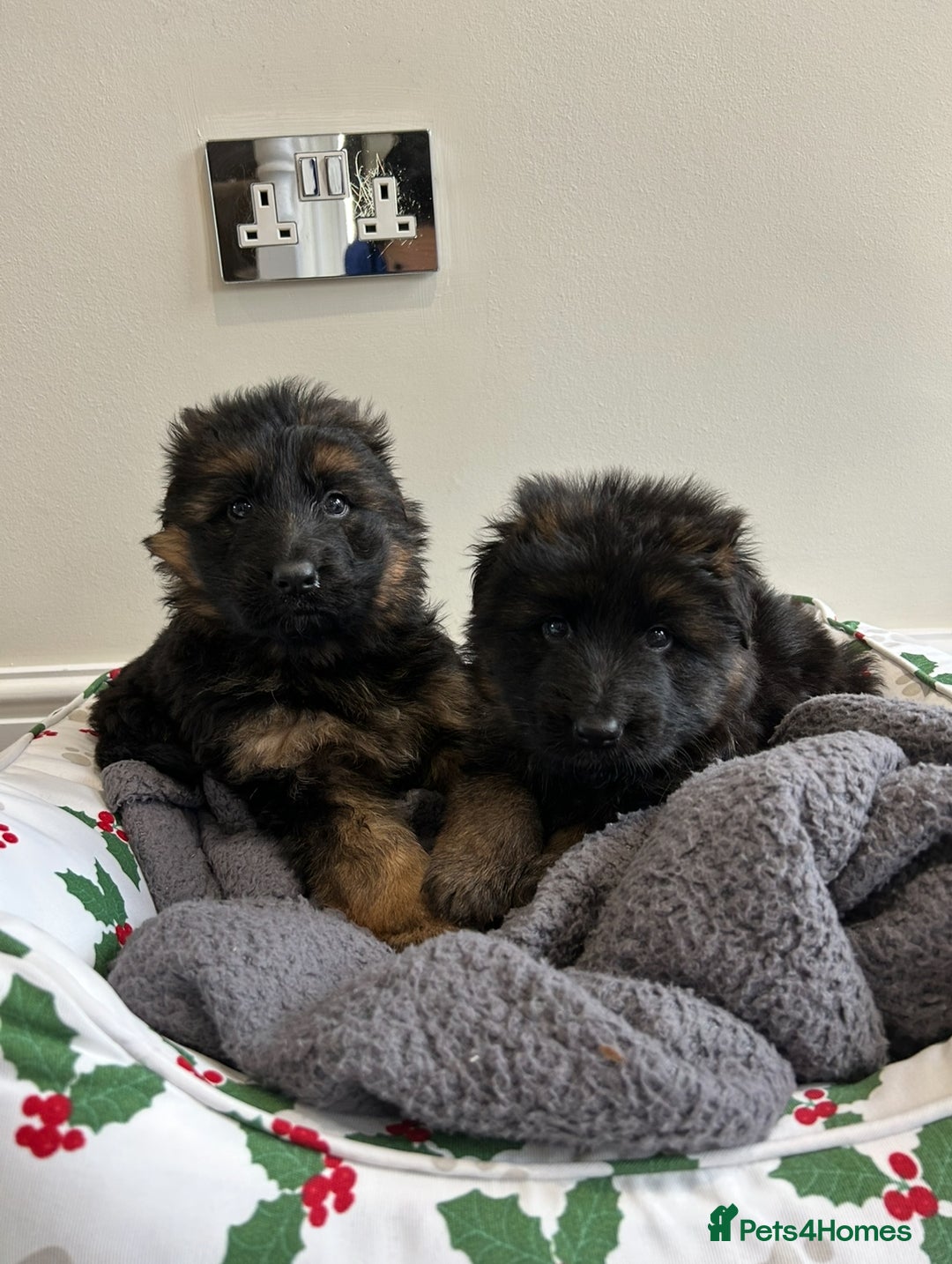 German Shepherd dogs for sale: Premium Pedigree GSD Puppies – Champion Bloodlines - Advert 9