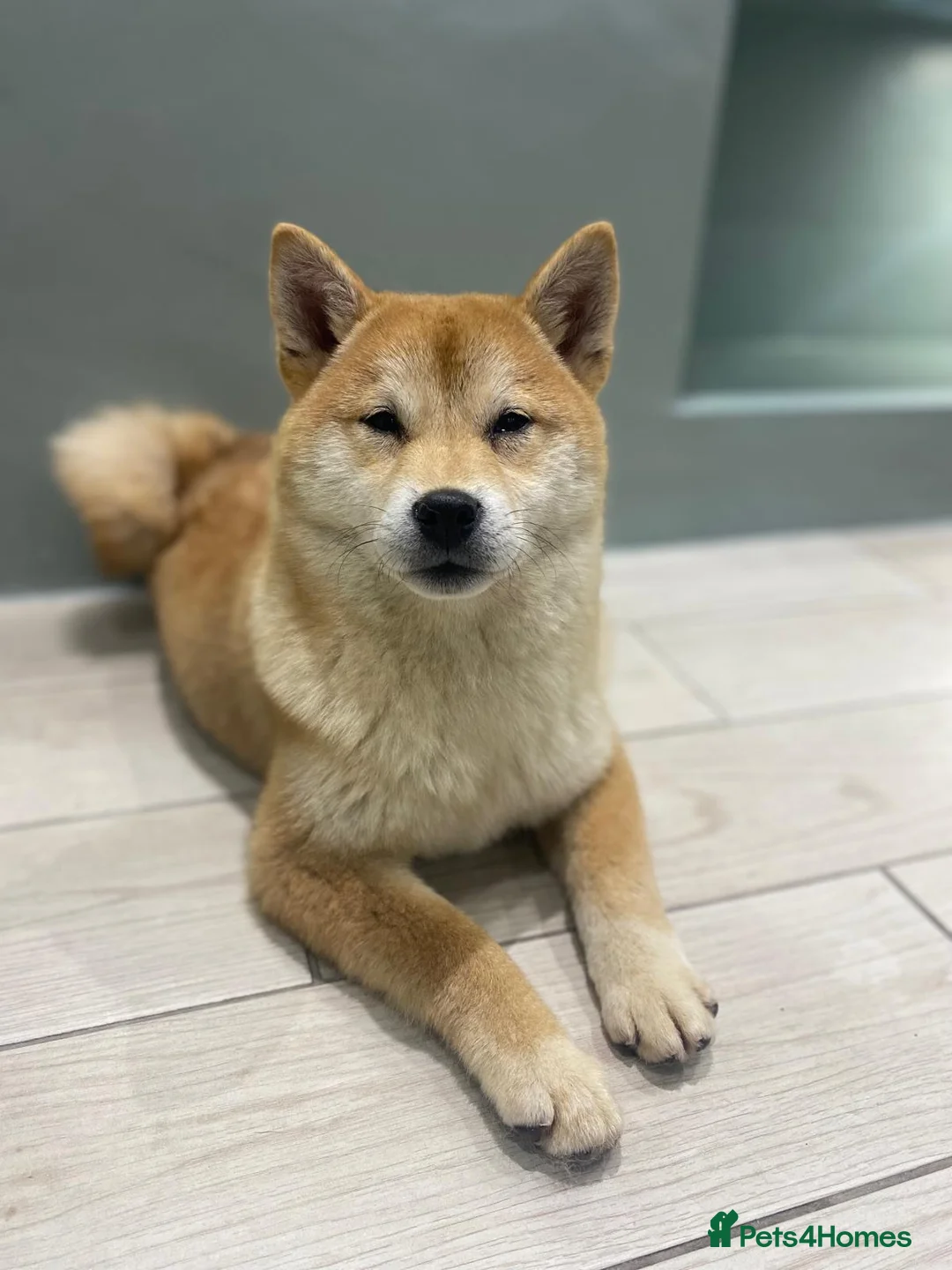Japanese Shiba Inu dogs for sale: Shiba Inu Puppies for Sale  🐾🐾 - Advert 4