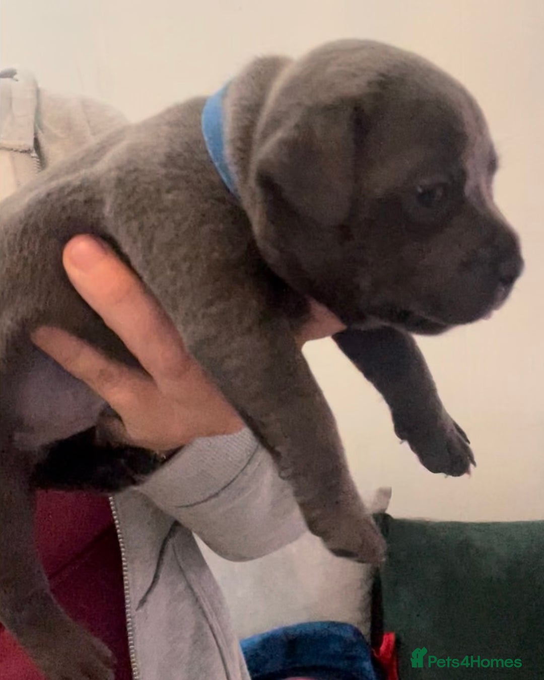 Staffordshire Bull Terrier dogs for sale: Litter of blue Staffordshire bull terriers  - Image 1
