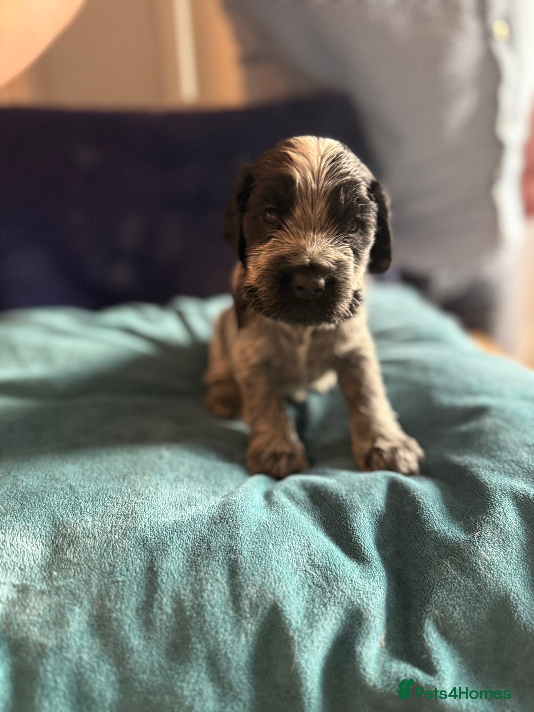Cocker Spaniel dogs for sale: KC Registered Show Cockers - Image 4