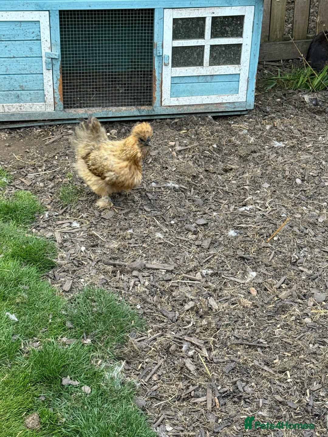 Chickens poultry for sale: Silkie Chicks Available - Image 8