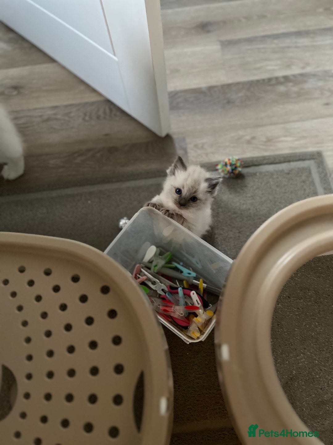 Ragdoll cats for sale: Stunning Bluepoint Ragdoll kittens!  - Image 21