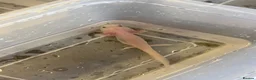 Axolotl reptiles for sale: Rescue Axolotls Looking For New Home  - Advert 7