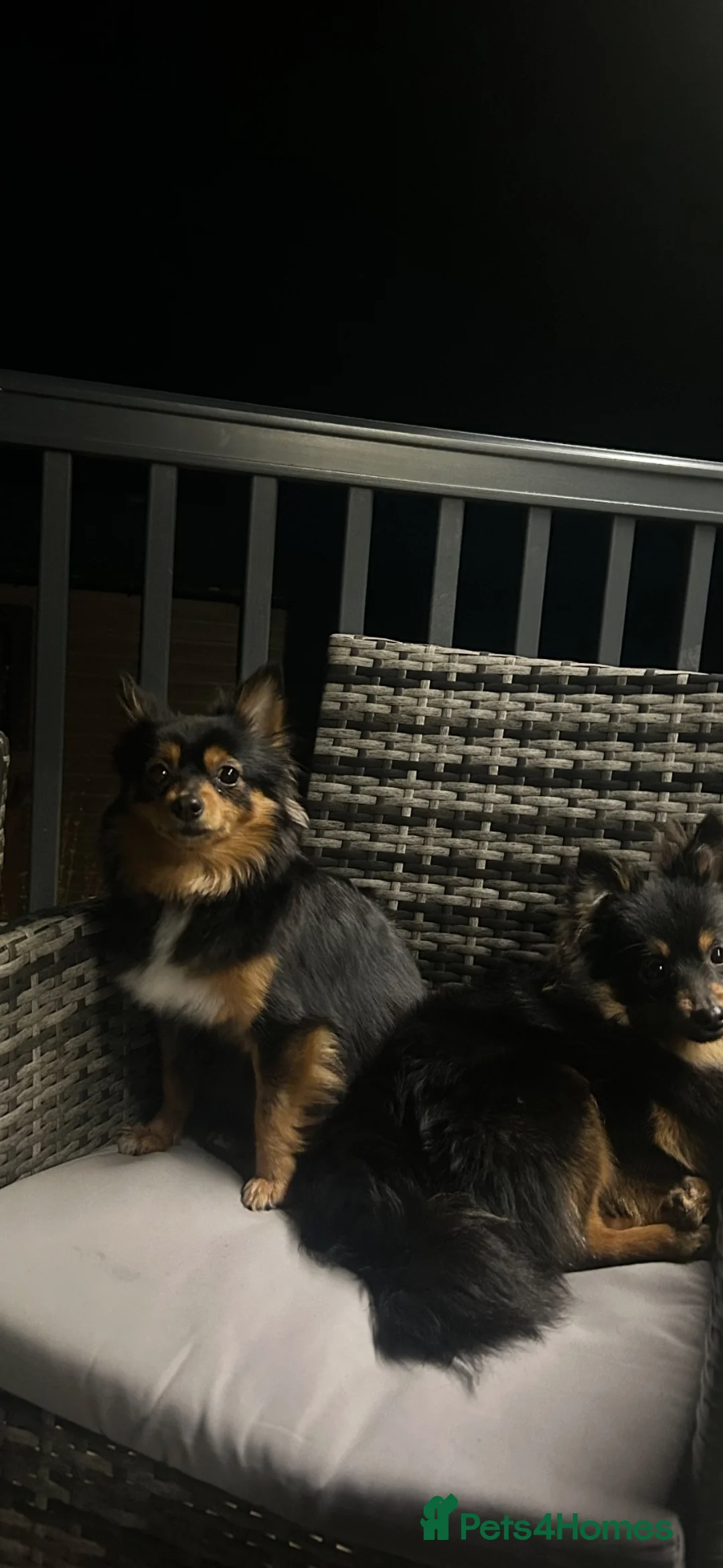 Pomeranian dogs for sale: Fox Face Pomeranian Puppies  in Liverpool - Advert 11