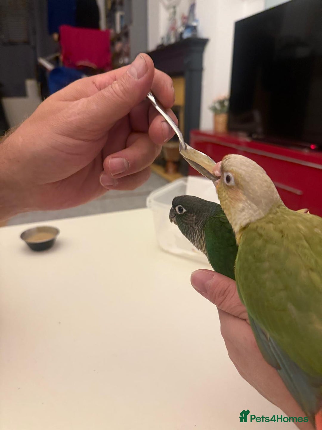 Conures birds for sale: 6 weeks tamed babies conure for sale - Image 7