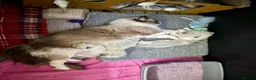 Ragdoll cats for sale: WORLD BEATIFUL RAGDOLL KITTEN / FIFE - Advert 25