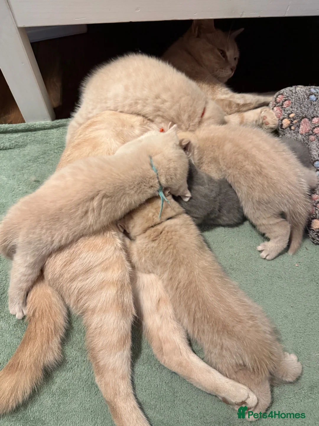 British Shorthair cats for sale: Sought after cream kittens - Advert 37