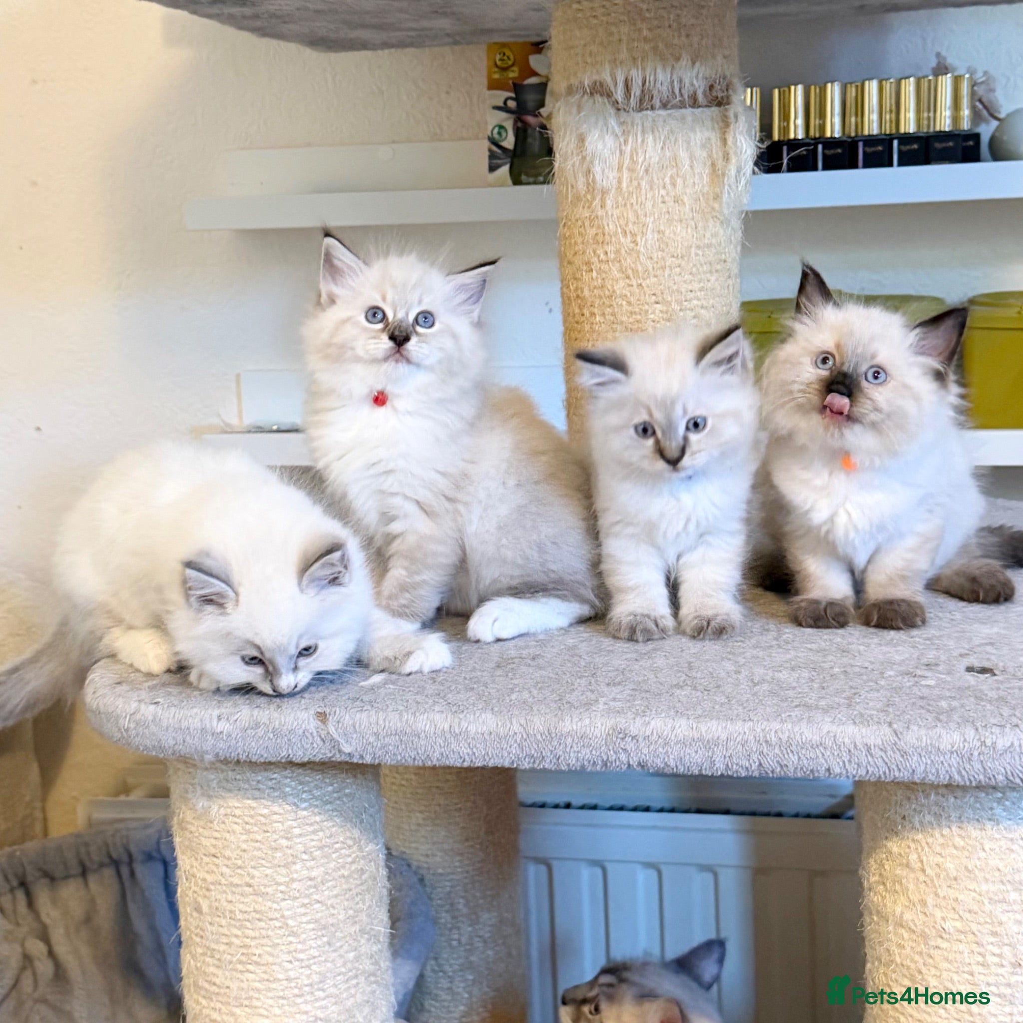 Ragdoll cats Cuddly, Affectionate, Gentle - TICA Registered - Advert 1