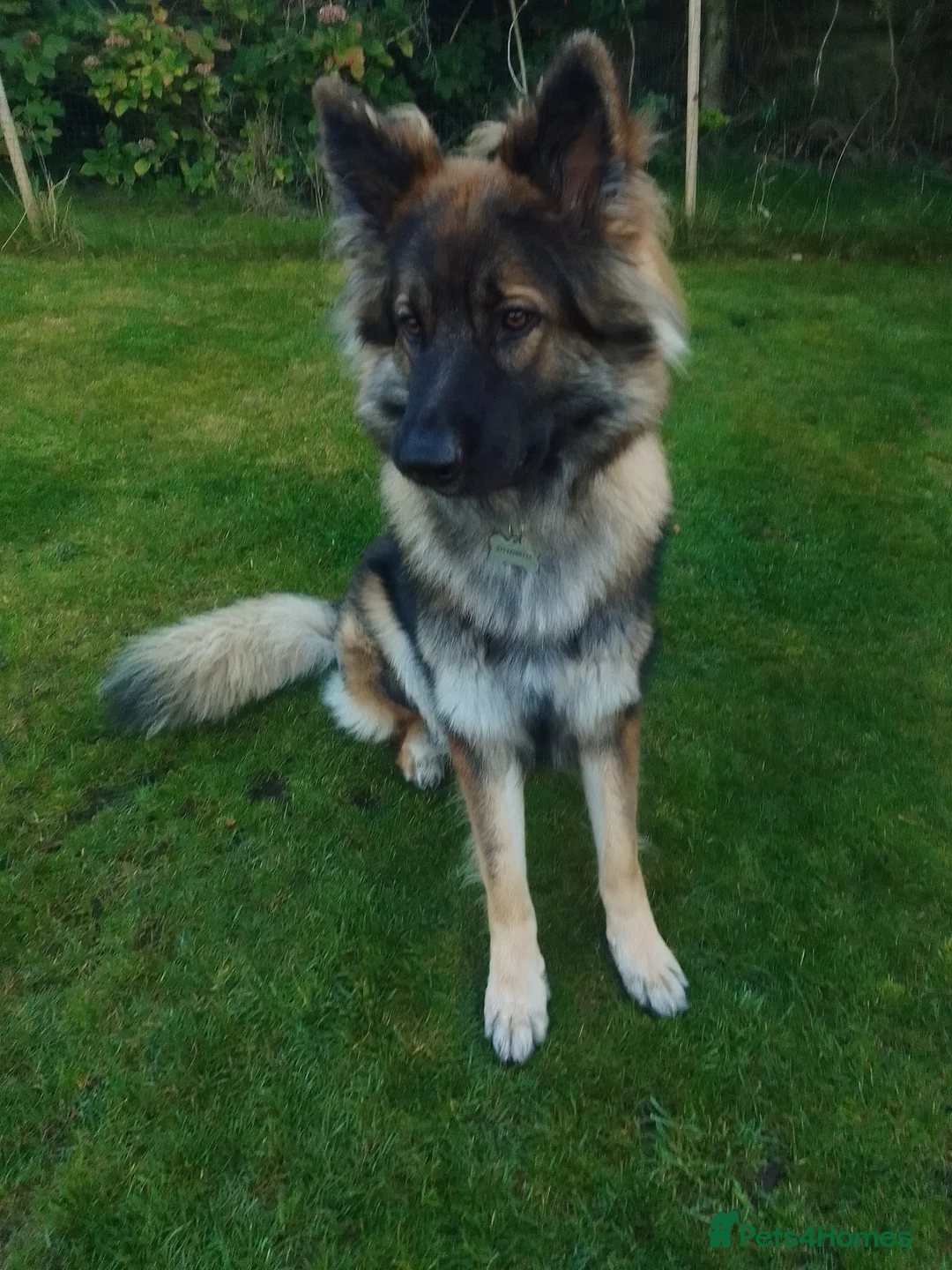 German Shepherd dogs for stud: For Stud only  - Advert 5