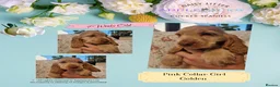 Cocker Spaniel dogs for sale: Pedigree Orange Roan and Golden Puppies - Advert 4