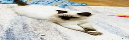 Ragdoll cats for sale: ❤️ Very special homes needed GCCF RAGDOLLS  - Advert 9