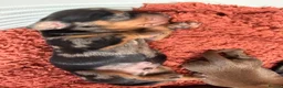 Miniature Dachshund dogs for sale: 4 KC Miniature Dachshund Puppies - Advert 6