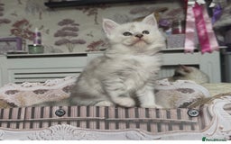 Maine Coon cats for sale: Outstanding Blue Silver Shaded Maine Coon Kittens - Image 21