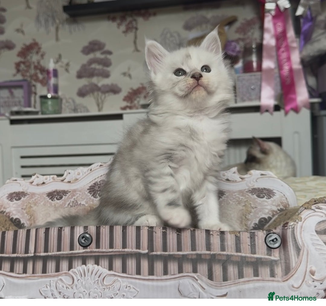 Maine Coon cats for sale: Outstanding Blue Silver Shaded Maine Coon Kittens - Image 21
