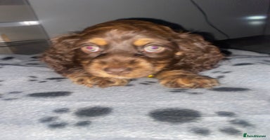 Cockapoo dogs - Advert 11