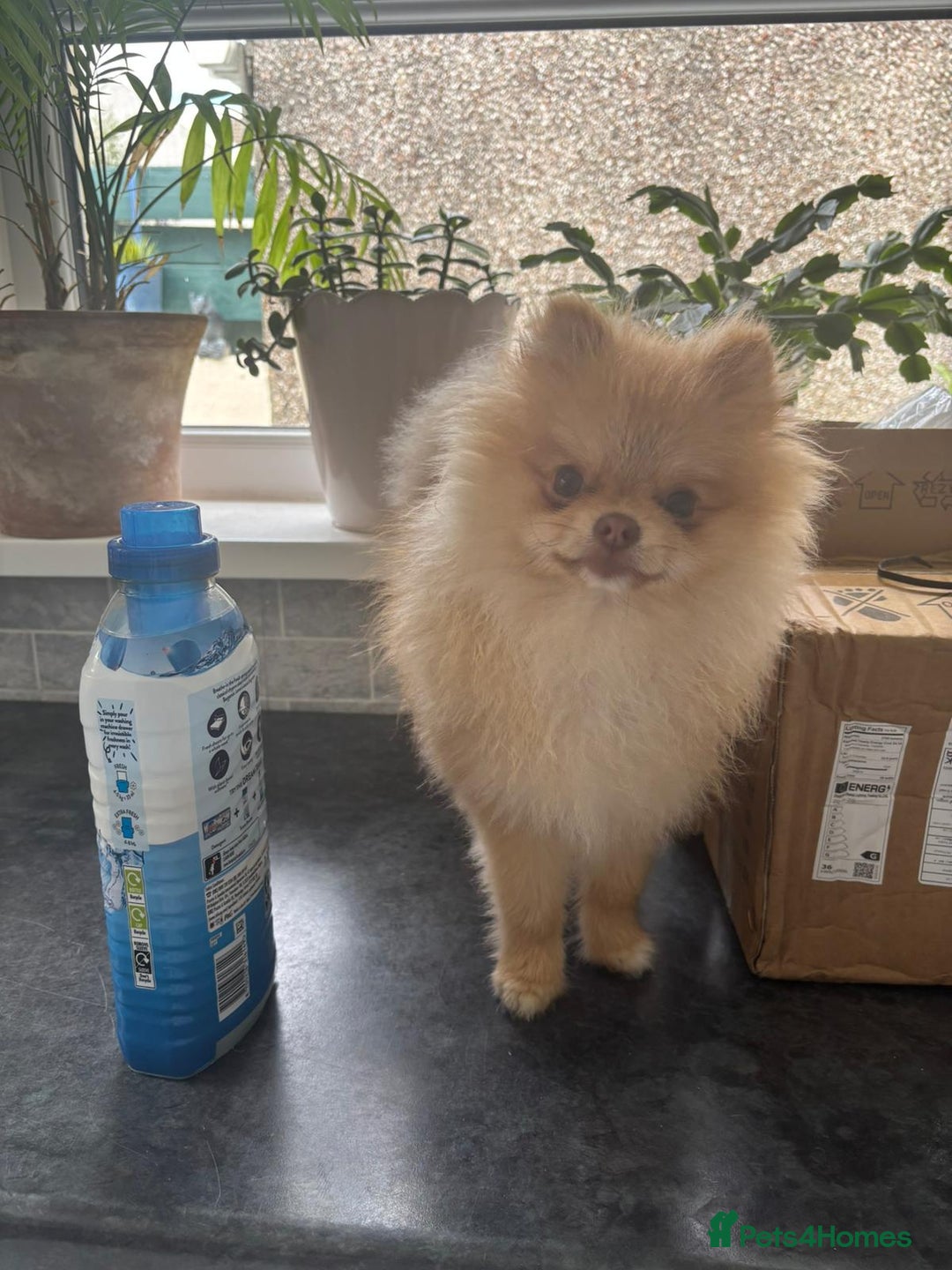 Pomeranian dogs for sale: 2 WELL BRED TEACUP POMERANIANS GIRLS - Image 5