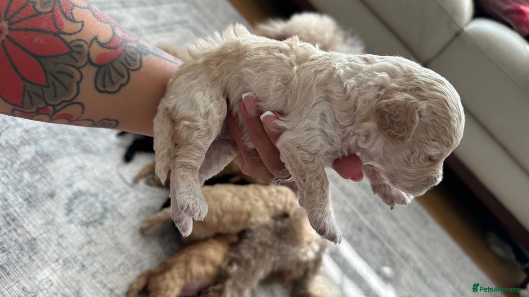 Toy Poodle dogs for sale: Toy poodles (5 girls and 2 boys) - Image 9