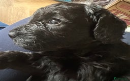 Australian Labradoodle dogs for sale: Labradoodle x Cockerpoo. Ready! Beautiful babies! - Image 5