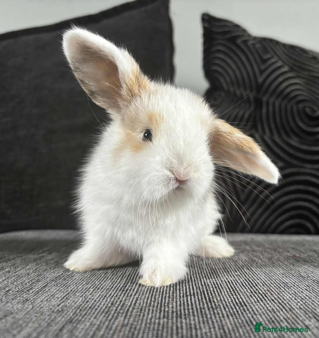 Mini Lop rabbits for sale: Mini Lop Babies  - Image 7