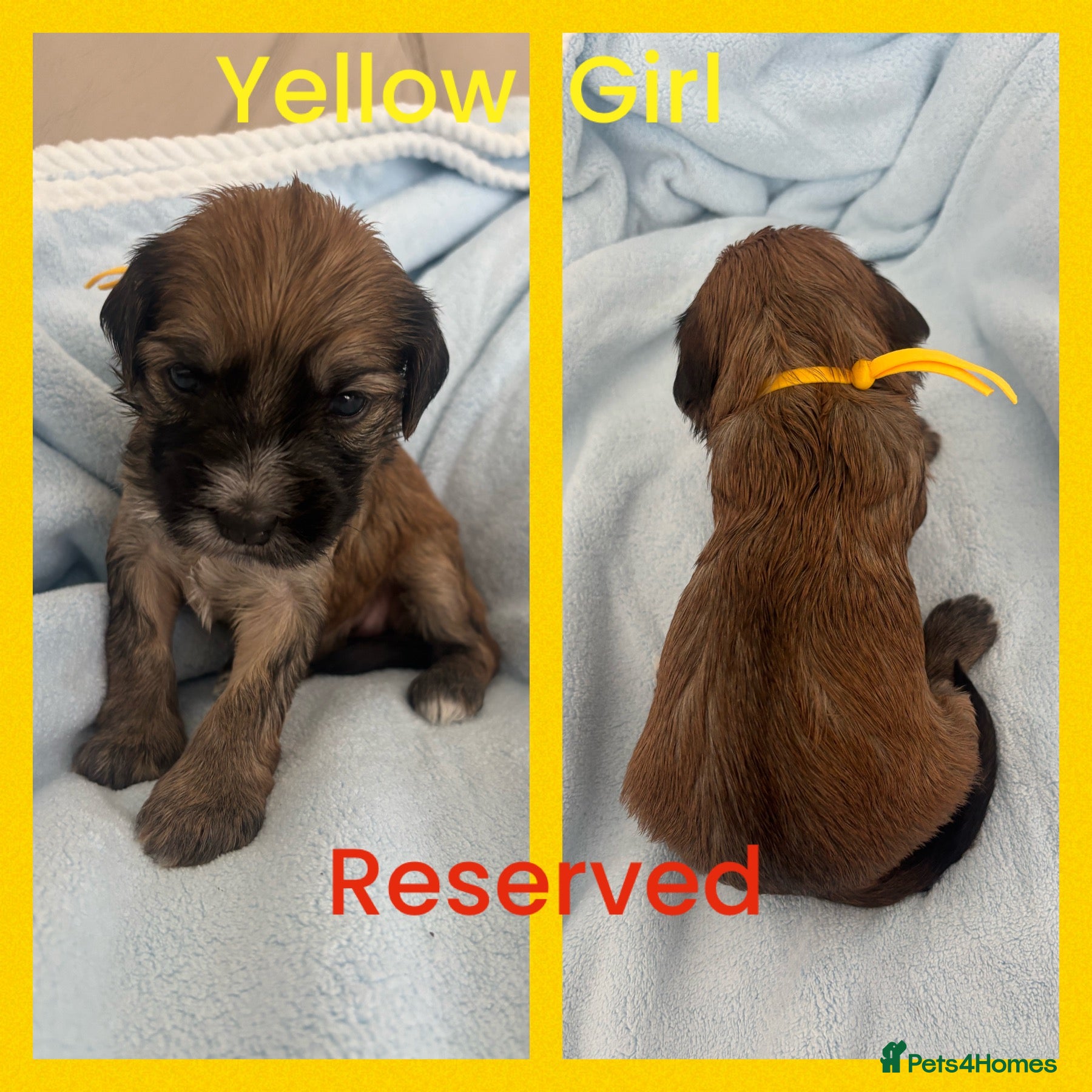 Mixed Breed dogs for sale: 🐾 Beautiful Poodle Cross Puppies 🐾 - Advert 1