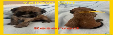 Mixed Breed Puppy 8
