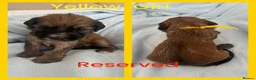 Mixed Breed dogs for sale: 🐾 Beautiful Poodle Cross Puppies 🐾 - Advert 1