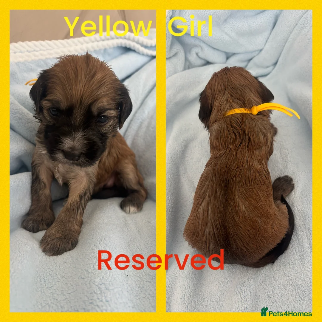 Mixed Breed dogs for sale: 🐾 Beautiful Poodle Cross Puppies 🐾 - Advert 1