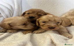 Cockapoo dogs for sale: Stunning cockapoo puppies  - Image 11