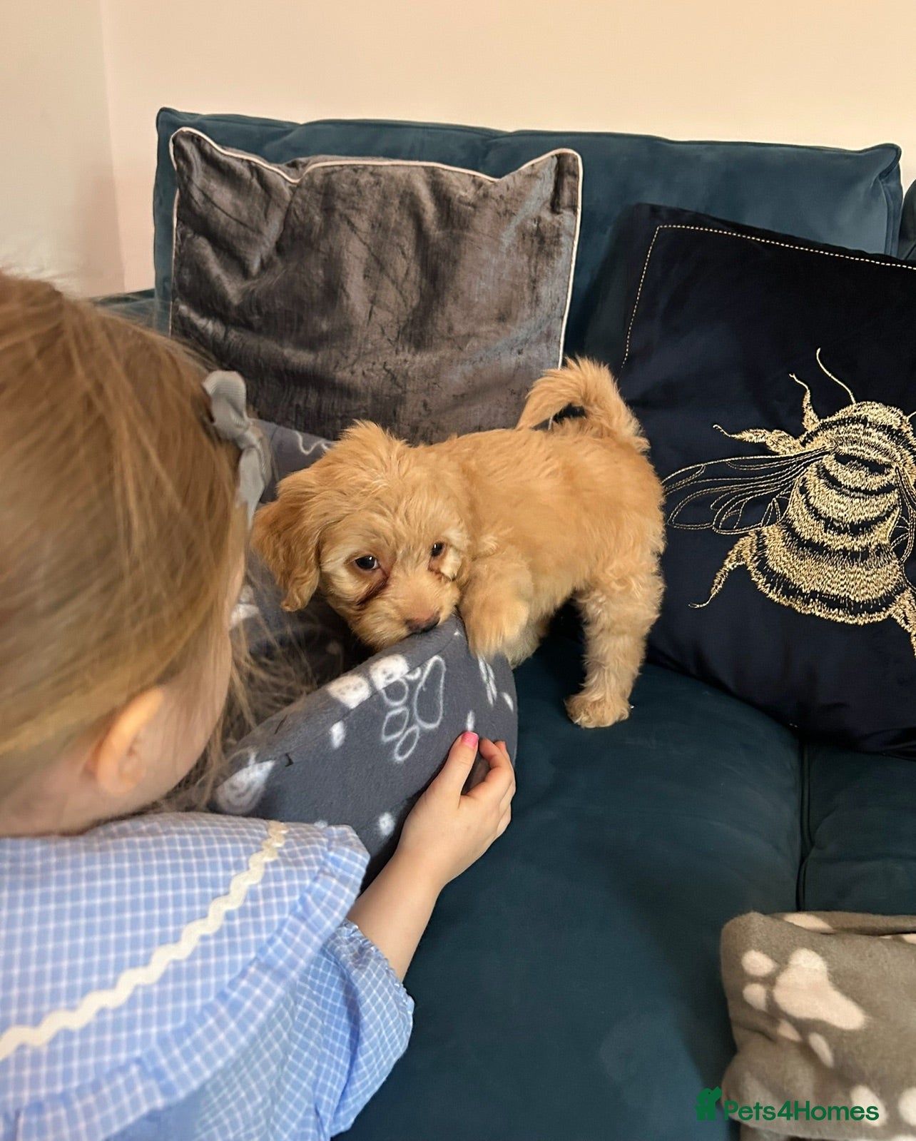 Cockapoo dogs Cockapoo - Advert 7