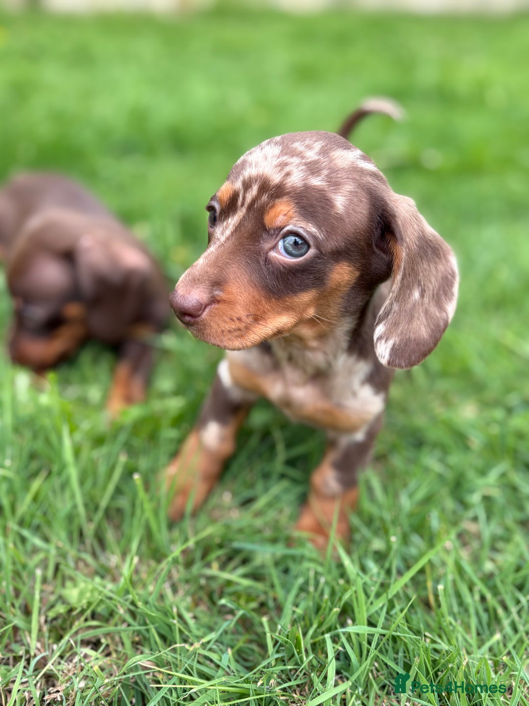 Dachshund dogs for sale: Stunning dachshund puppies for sale !  - Image 4