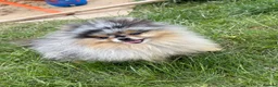 Pomeranian dogs for sale: 🧸 TOP QUALITY POM PUPPIES 🧸 - Advert 16